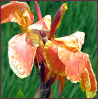 Canna Lily at Pond Edge