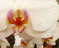Intimate Orchids