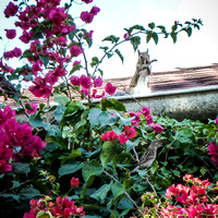 Bougainvillea & Visitor on the Roof