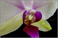 more orchid mania