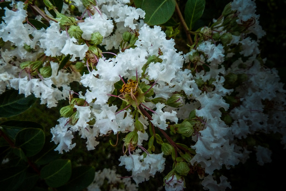 Crape Myrtle Blossoms