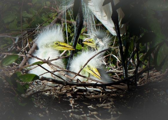 Egret chicks in nest