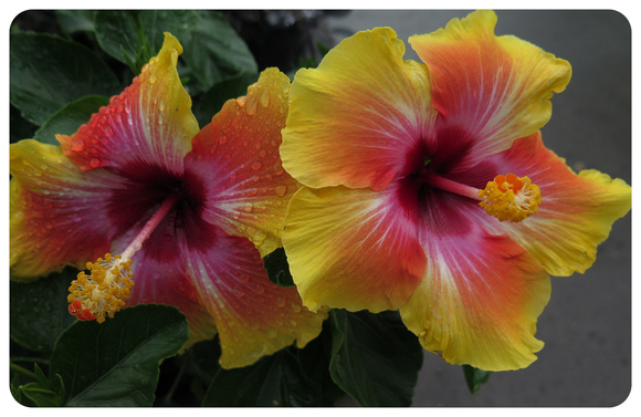 Red & Yellow Hibiscus