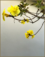 Flowering Cassia Tree