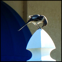 Mockingbird Preening
