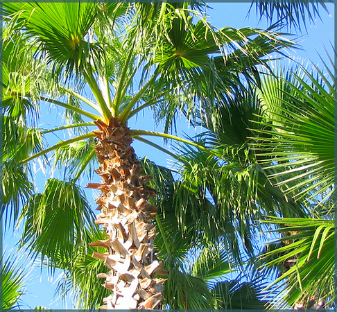 The Exuberance of Palms