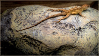 Brown Anole on Rock