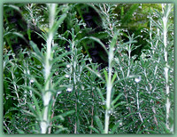 Dewdrops on Rosemary