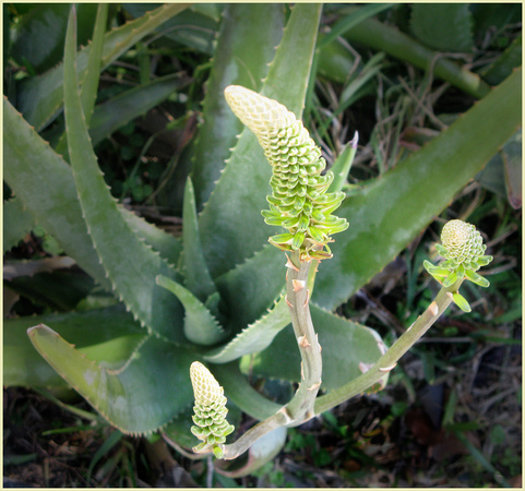 Unopened Aloe Flower Buds