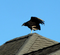 Black Vulture on Roof