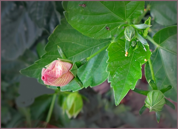 One of many hibiscus buds