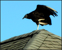 Vulture on Roof