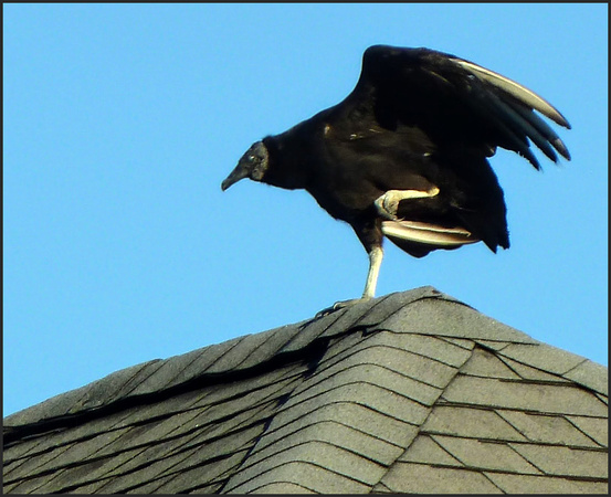 Vulture on Roof