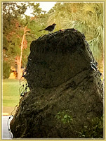 Mockingbird on Tall Rock
