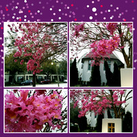 The Pink Tree