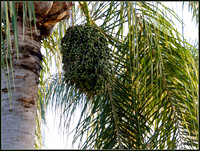 Palm Seeds