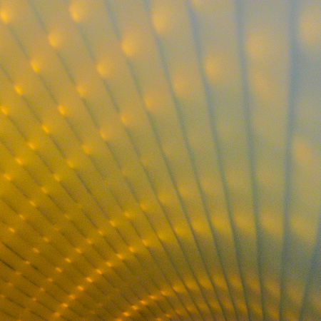 Pattern (inside of lampshade in sunlight)