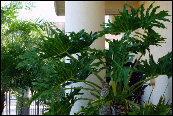 Philodendron Monsterosa