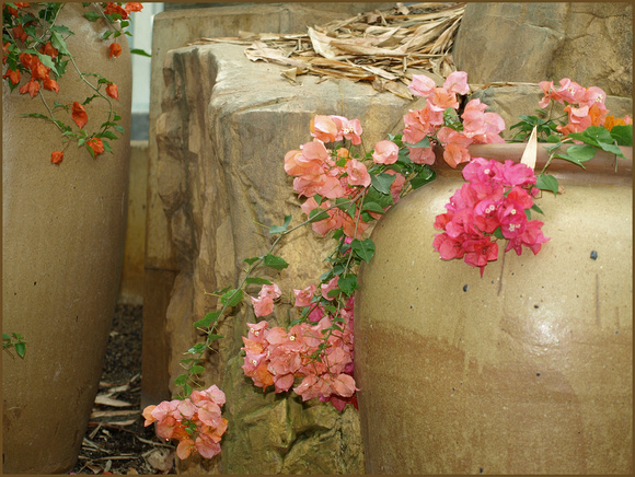 Terracotta Blooms