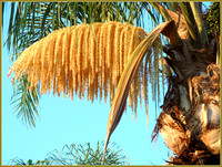 Palm Flowers