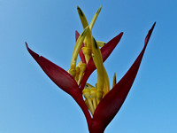 Heliconia or Lobster Claw