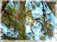 Loblolly Pines