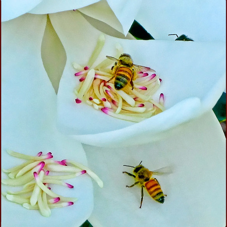 Bees in Magnolia Blossom