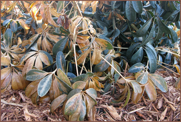 Dying Schefflera Leaves