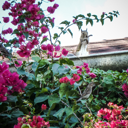 Bougainvillea & Visitor on the Roof