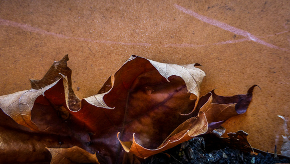 Over-Wintered Leaves in Clay Pot
