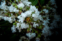 Crape Myrtle Blossoms