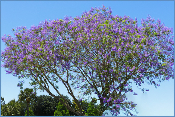 Jacaranda in Bloom