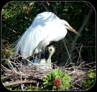 Great White Egret and Chicks
