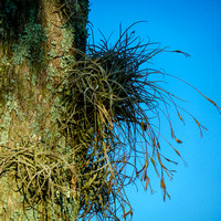 Ball Moss on Palm