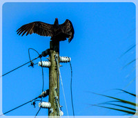 Vulture on a Pole