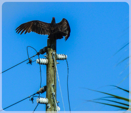 Vulture on a Pole