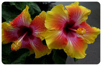Red & Yellow Hibiscus