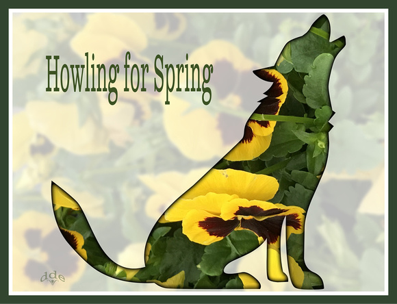 Howling for Spring