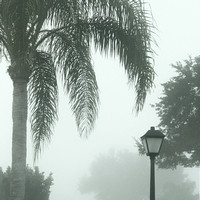 Fog