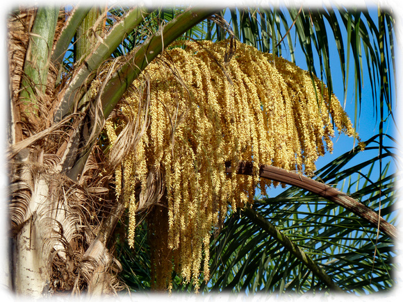 Queen Palm Flowers