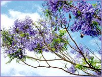 Spring Memories | Jacaranda in Bloom