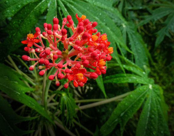 Coral Plant Flower