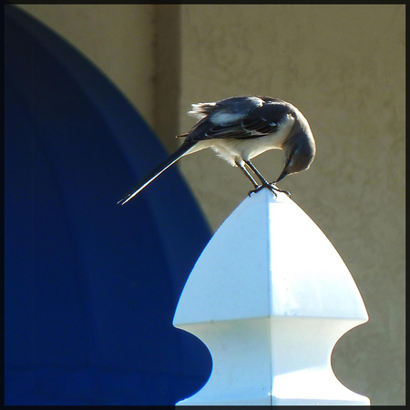 Mockingbird Preening