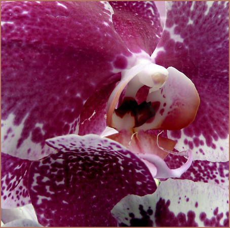 Orchid Detail