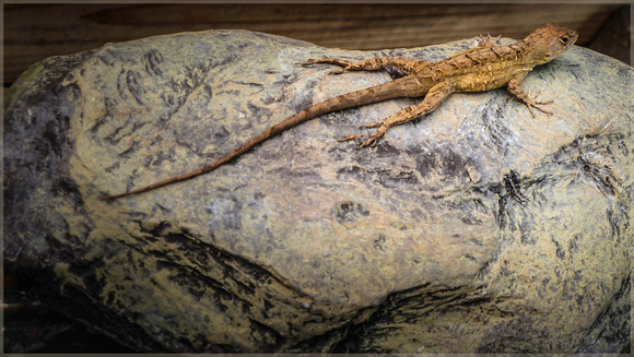 Brown Anole on Rock