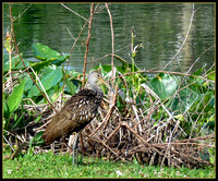 Limpkin at Water's Edge