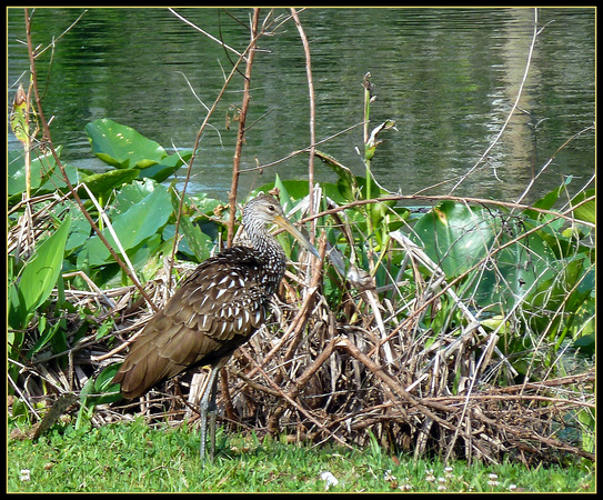 Limpkin at Water's Edge