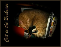 Cat in the Bookcase