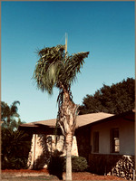 Funky Palm Tree