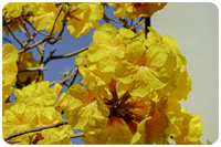Spring Memories: Cassia Flowers